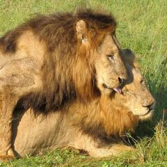 HOMOSEXUALIDAD EN EL REINO ANIMAL PARTE 1