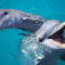 Delfines: Lindos, Inteligentes… Y ahora bisexuales también?