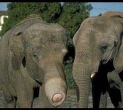 ¿Casco de Alemán o Trompa de Elefante?