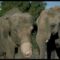 ¿Casco de Alemán o Trompa de Elefante?