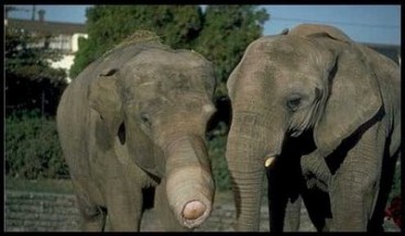 Peticionario psicología Insignificante Casco de Alemán o Trompa de Elefante? - Manhunt Diario