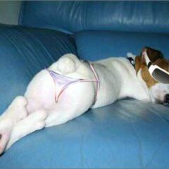 ¿Tu mascota es gay?