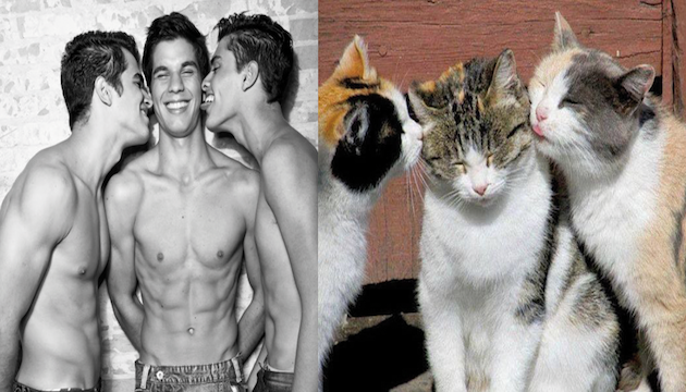 Sensualidad y ternura para los amantes de los gatos