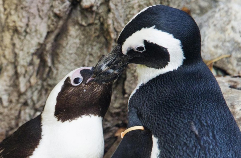 271114_La_homosexualidad algo_natural_04_gay_penguins